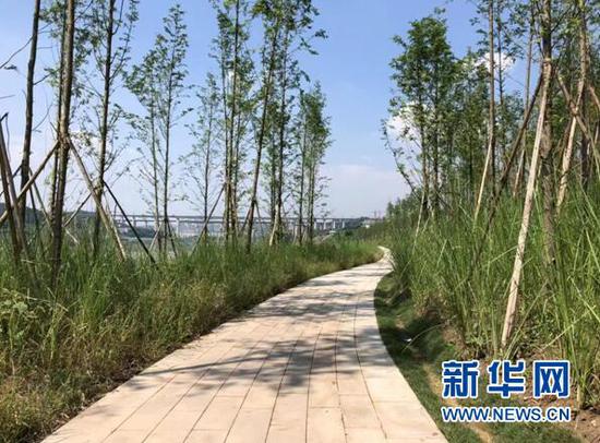 图为重庆市两江新区金海湾滨江公园集群内消落带现场照片。新华网 发(重庆市城市管理局供图)
