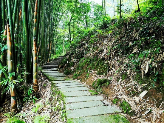 岛上竹林