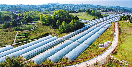 三条观光线四季都可耍 江津现代农业园让你玩