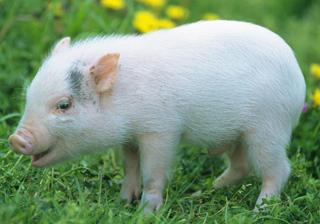 重庆市荣昌区特质资源的演变轨迹-白猪盛名