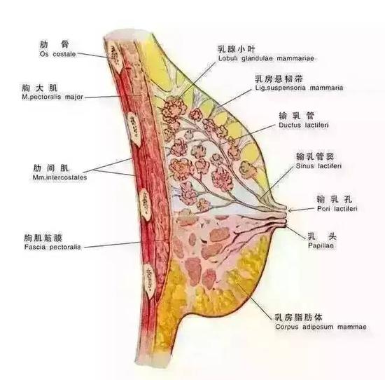 乳腺手术后能穿内衣吗_乳腺纤维瘤手术后照片