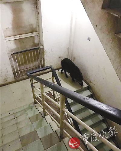 1 野猪闯进楼道