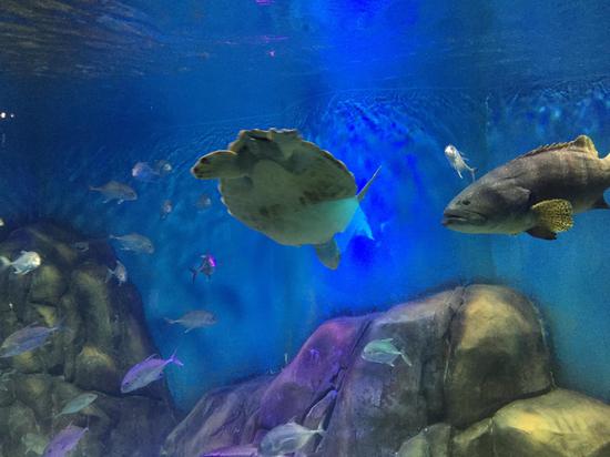 重庆奥体小时代幻太奇海洋馆5月26日起航