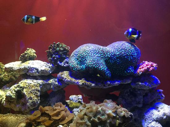 重庆奥体小时代幻太奇海洋馆5月26日起航