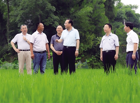 7月5日,市委书记孙政才在梁平区明达镇实地调研农业发展情况