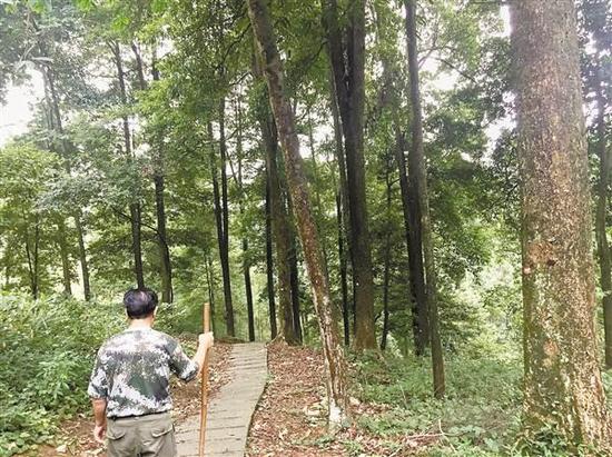 护林员在张家湾林场巡查楠木林。记者 周雨 摄