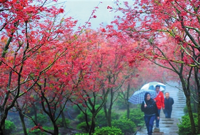 雨中赏红叶,别有滋味。 本报记者 杨新宇 摄