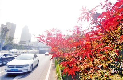 南岸区江南大道会展中心前,绿化隔离带上两百多米的枫叶红了,远看好似一条红地毯,十分漂亮美观,使开车路过的市民赏心悦目