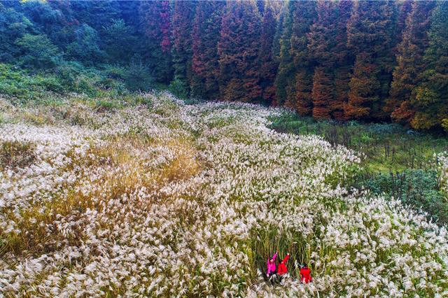重庆南川山王坪秋色醉人