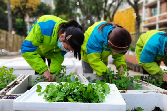 重庆这所学校打造种植园 学生吃上亲手种的蔬菜