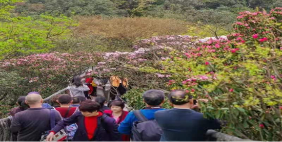金佛山景区现场
