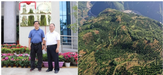 澳洲坚果间作 石山建起“绿色银行”