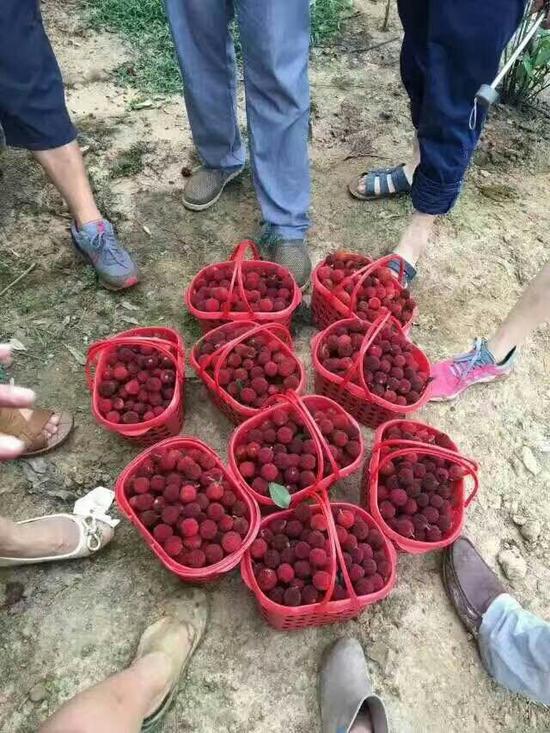 又是一年杨梅季 北碚杨梅采摘正当时