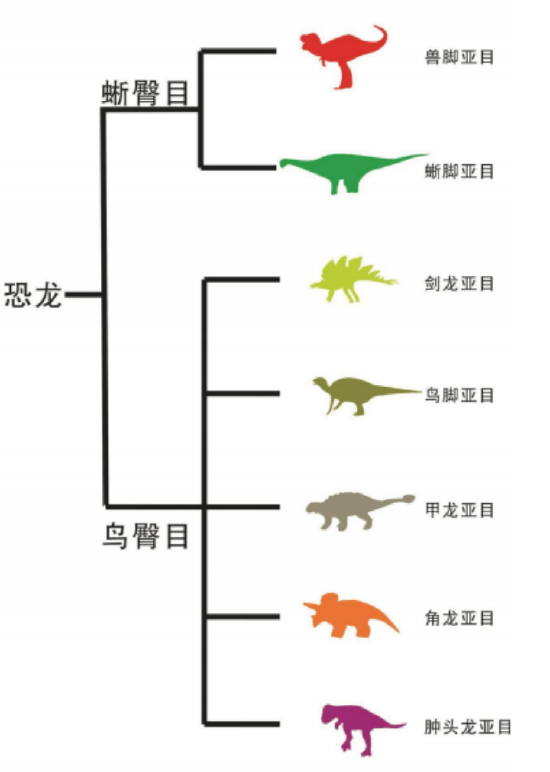 恐龙分类位置图