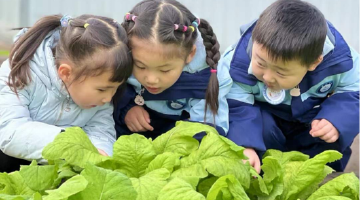 重庆一幼儿园农场迎“收获季”