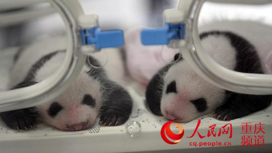 为让四个熊猫宝宝有个好听又有意义的名字,重庆动物园面向全球开展征名活动。曾英豪 摄