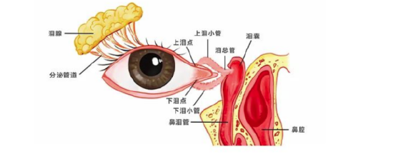 宝宝泪点低有异物眼科医生警惕泪道病