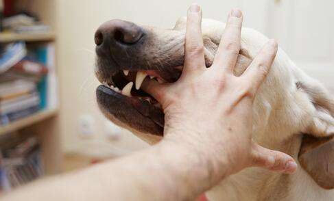 男孩被狗咬13天后去世 直面狂犬病势在必行!