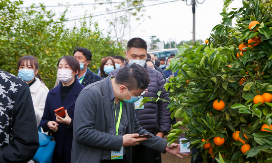 (市民参观田园综合体,通过扫描二维码即可了解柑橘生长全周期情况)