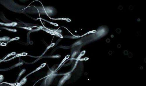 精子不一样的历程 “畸形”要怎么办