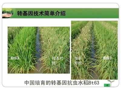 转基因抗虫水稻? 我国水稻获美国许可