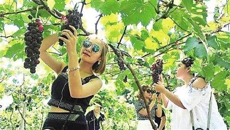 游客在采摘葡萄 受访者供图