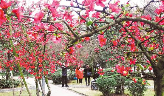 二月二十一日,铜梁区雪庵公园数百株海棠开花,吸引了不少市民踏青赏花。通讯员 赵武强 摄