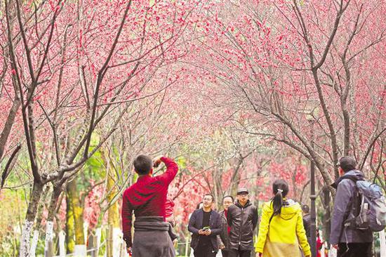 2月20日,江北嘴中央商务区中央公园,百花盛开,春意盎然,市民纷纷前来赏花迎春。记者 罗斌 摄