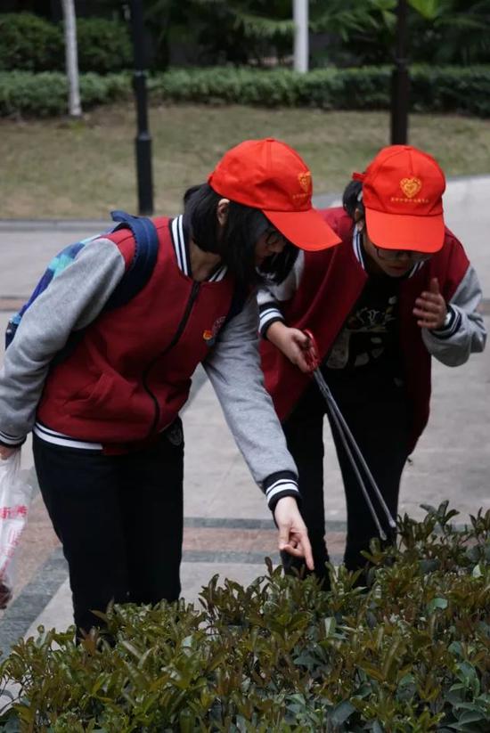 育才青协学子拾取垃圾、枯草等
