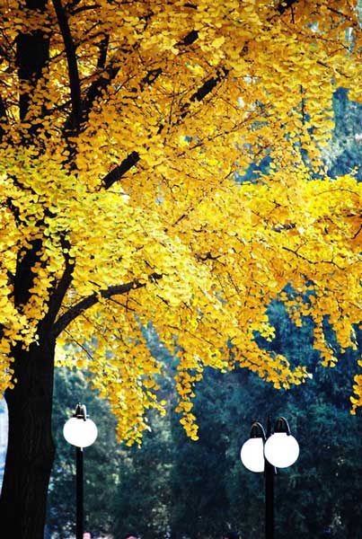 从二环到香山 北京秋天银杏观赏全攻略