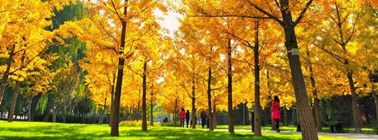 从二环到香山 北京秋天银杏观赏全攻略