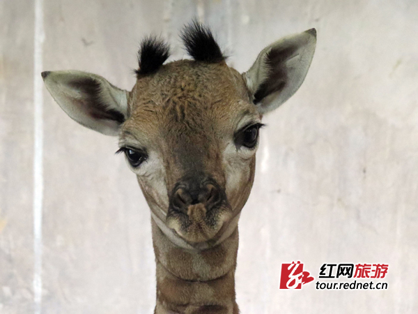 长沙动物园两长颈鹿宝宝满月 国庆有望迎客