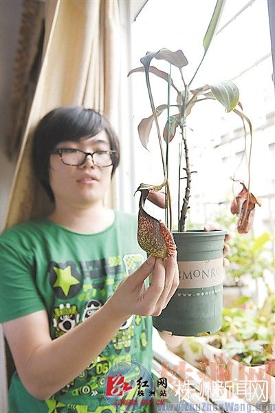 “雨神”在侍弄心爱的莱佛士猪笼草