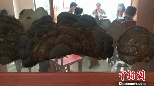 曹旭峰 摄