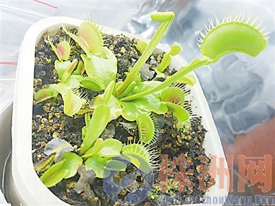 捕蝇草关上“贝壳”的瞬间比进球更有快感