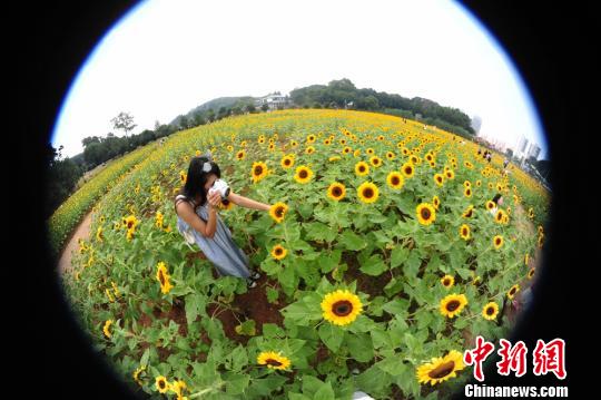 湖南省植物园“葵海”绽放引大批游客参观