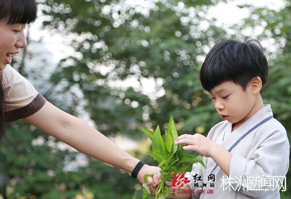 菜园里，小朋友在老师的帮助下学着摘菜。