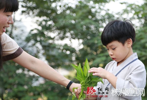 菜园里,小朋友在老师的帮助下学着摘菜