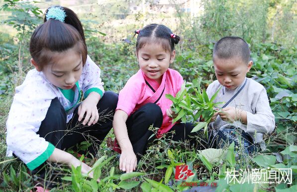 菜园里，小朋友学着摘菜，在大自然中学习劳作也是书院的特色。