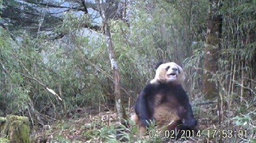 疑似自慰