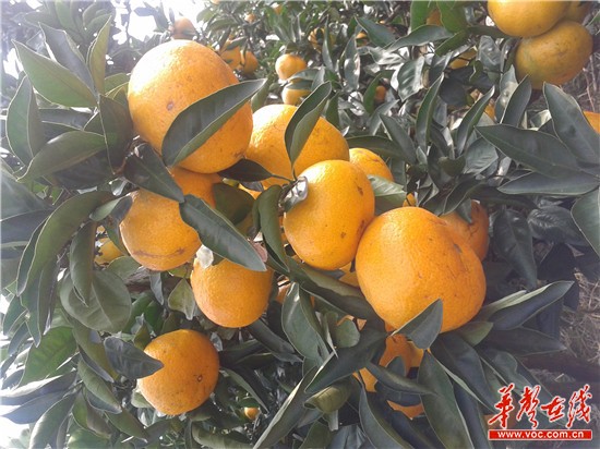 黄橙橙的橘子挂满树枝