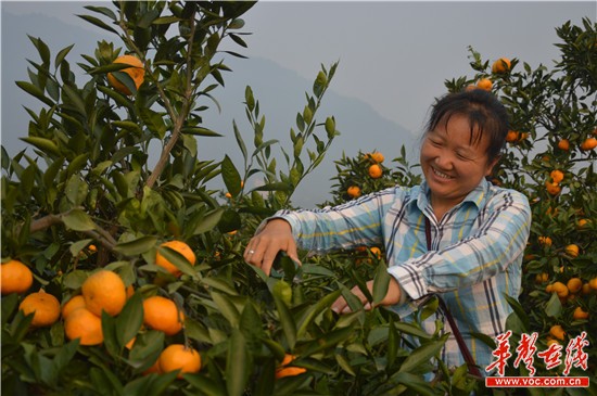 丰收的季节喜悦的桔农