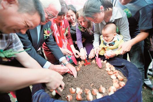 图为：博特·范德阿特先生和武汉方面代表一起将99颗“国泰”郁金香种球种下 记者李辉摄