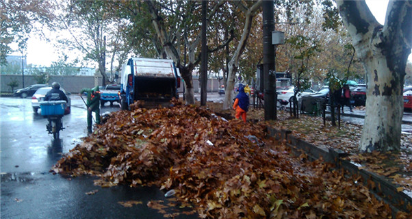 南京六城区昨天清扫出500多吨落叶