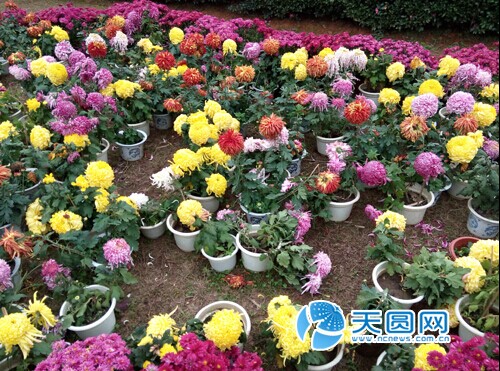 部分菊花被“拿走”