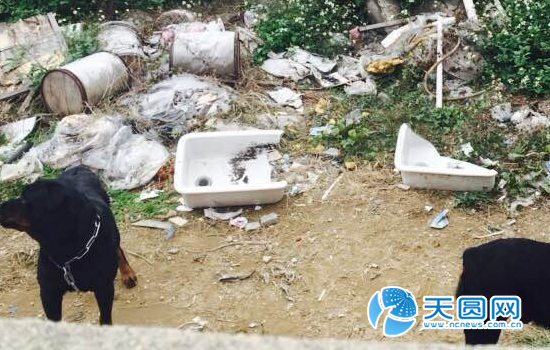 伤人的饲养犬