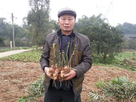 何明华抱着自家种的开花生姜