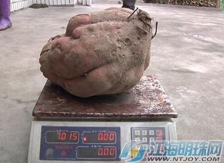 南通村民收获巨无霸山芋 长得像猪头(图)
