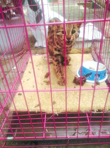 陌生人靠近,豹猫开始怒吼。