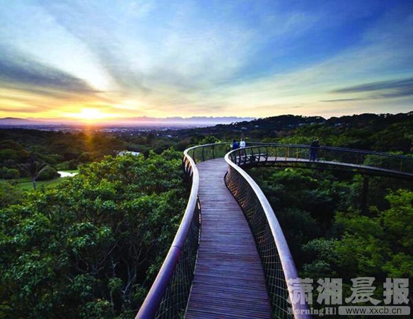森林天路。